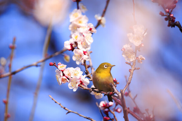 Mejiro on a twig of japanese apricot  in  spring