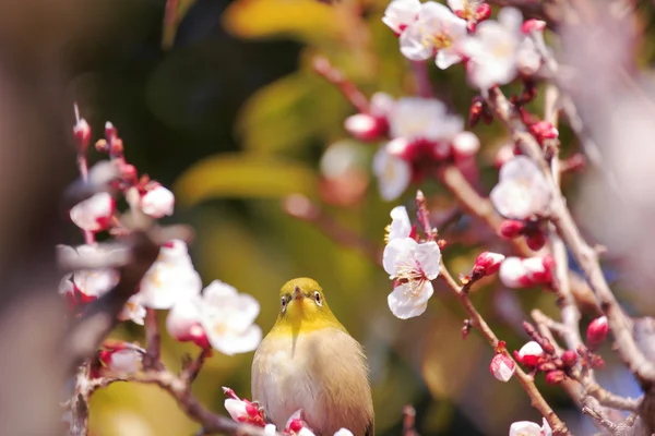 Mejiro op een takje van Japanse abrikoos in het voorjaar — Stockfoto