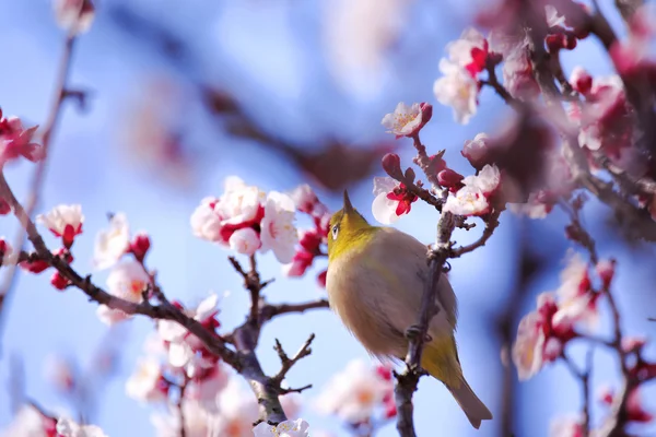 Mejiro på en kvist av japanska aprikos våren — Stockfoto