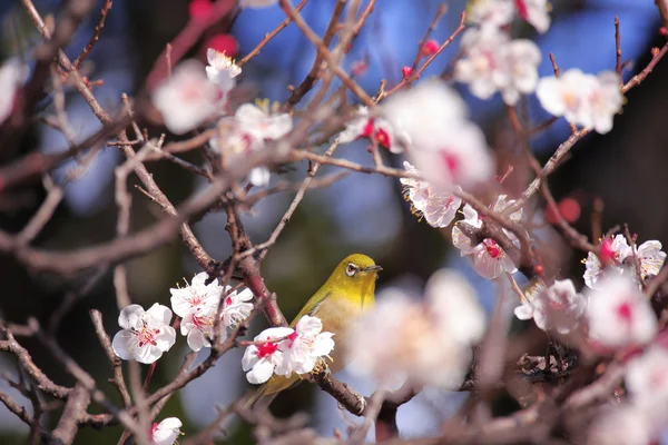 Mejiro on a twig of japanese apricot  in  spring — Stock Photo, Image