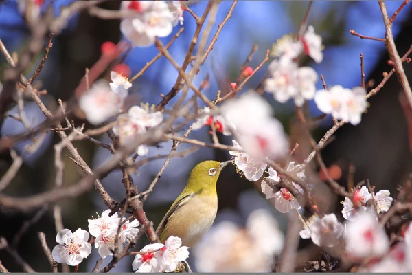 Mejiro sur une brindille d'abricot japonais au printemps — Photo