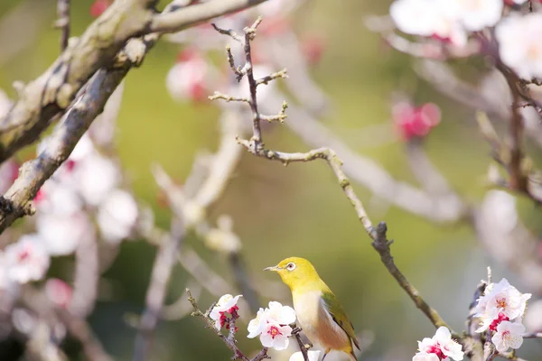 Mejiro op een takje van Japanse abrikoos in het voorjaar — Stockfoto