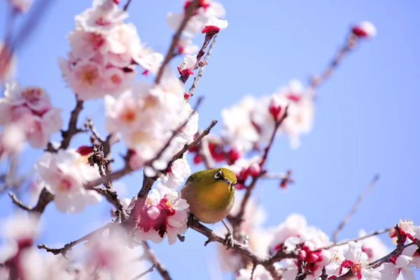 Mejiro sur une brindille d'abricot japonais au printemps — Photo
