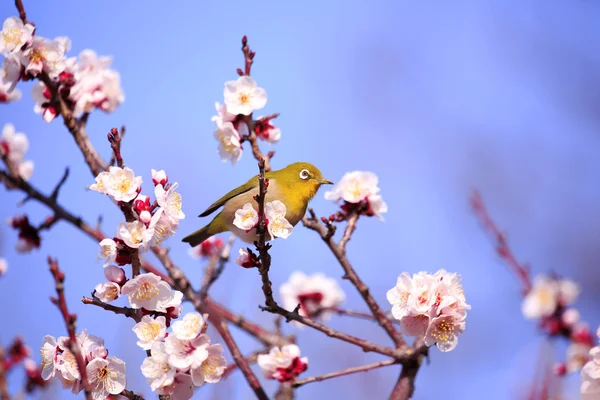 Mejiro egy gally japán sárgabarack tavasszal Stock Kép