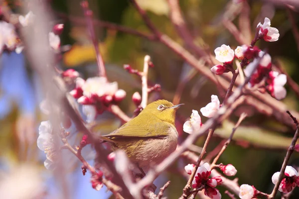 Mejiro em um galho de damasco japonês na primavera Fotografia De Stock