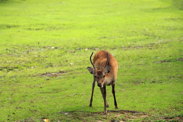 Deer park w nara — Zdjęcie stockowe