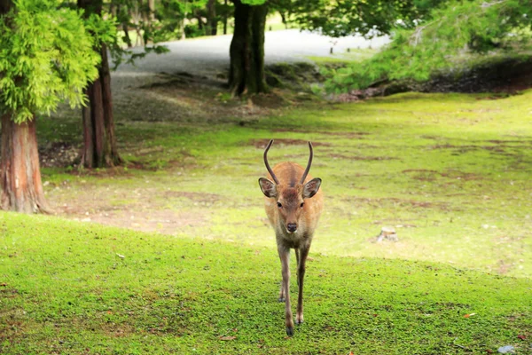 Deer park w nara — Zdjęcie stockowe