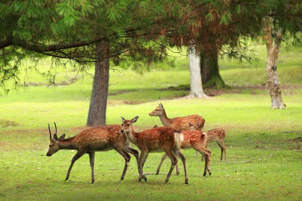 Deer park w nara — Zdjęcie stockowe