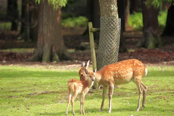 Deer park w nara — Zdjęcie stockowe