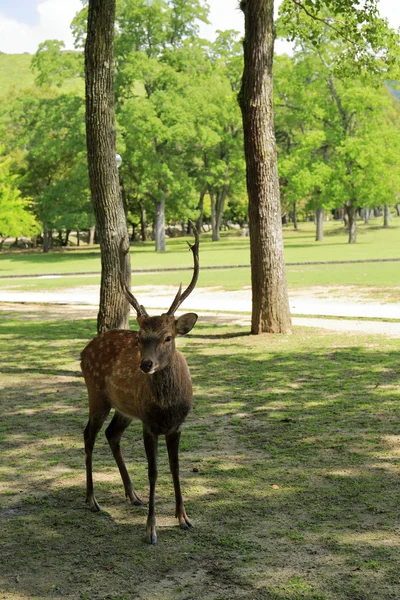 Deer park w nara — Zdjęcie stockowe
