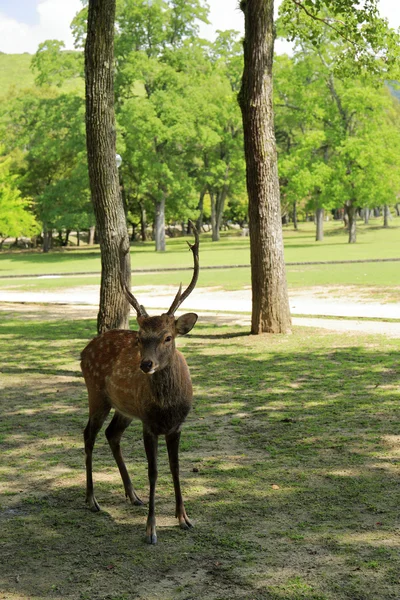 Cerfs dans le parc Nara — Photo