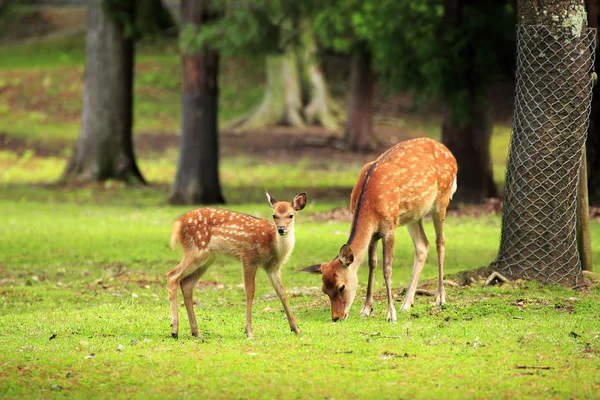Ciervos en Nara Park Fotos de stock