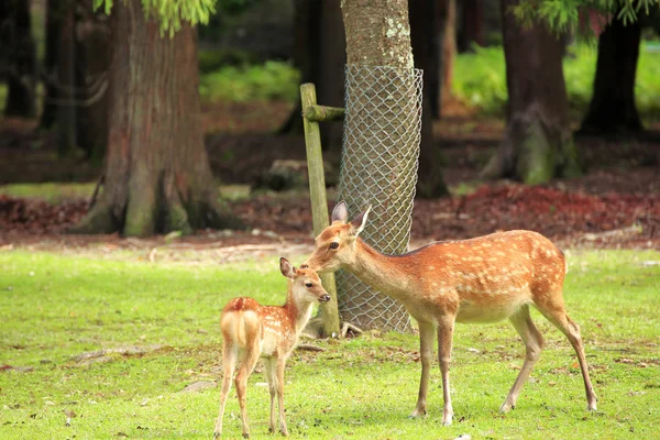 Ciervos en Nara Park Imágenes de stock libres de derechos