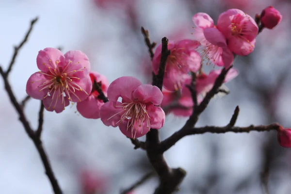 Lindas flores de ameixa florescem na primavera — Fotografia de Stock