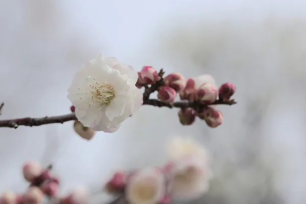 Mooie pruim bloemen — Stockfoto