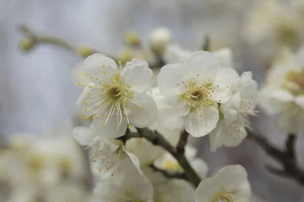 Beautiful plum flowers — Stock Photo, Image