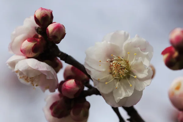 Bellissimi fiori di prugna — Foto Stock