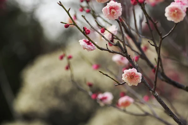 Beautiful plum flowers — Stock Photo, Image