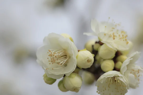 Beautiful plum flowers — Stock Photo, Image