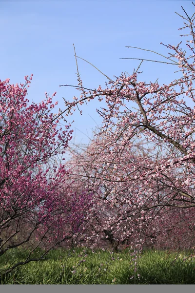 Lindas flores de ameixa — Fotografia de Stock