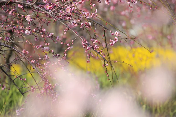 Mooie pruim bloemen — Stockfoto