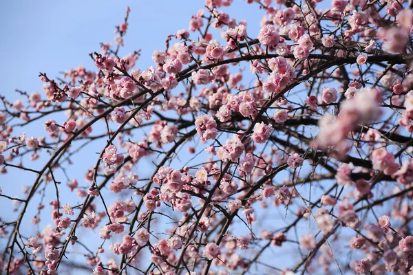 Schöne Pflaumenblüten — Stockfoto