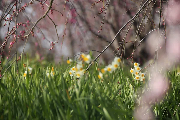 Bellissimi fiori di prugna — Foto Stock