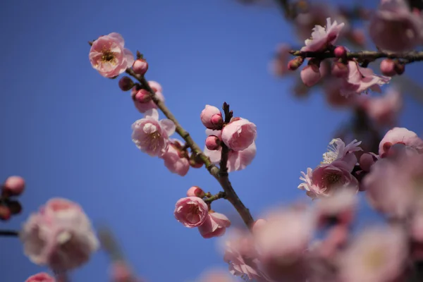 Beautiful plum flowers — Stock Photo, Image