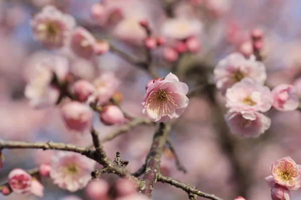 Vacker plum blommor — Stockfoto
