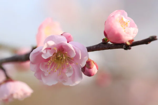 Mooie pruim bloemen — Stockfoto