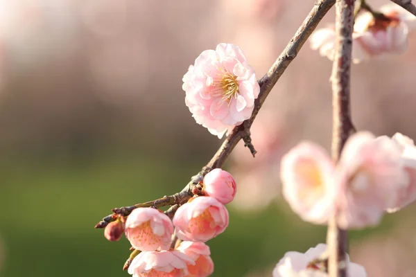 Beautiful plum flowers — Stock Photo, Image