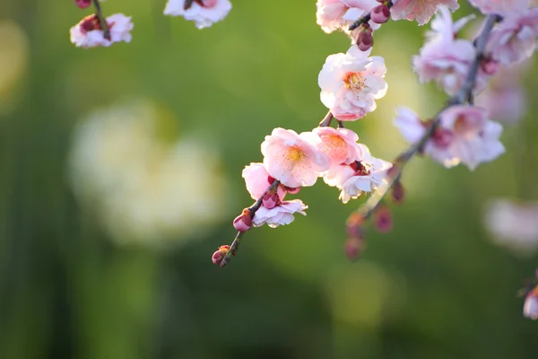 Mooie pruim bloemen — Stockfoto