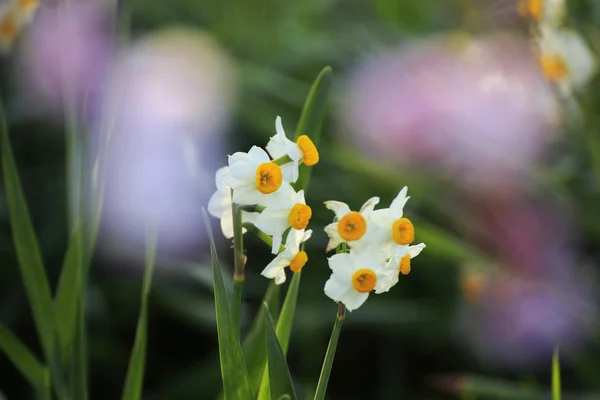 Bellissimi fiori di prugna — Foto Stock