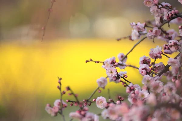 Beautiful plum flowers — Stock Photo, Image