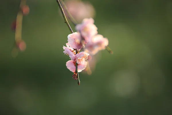 Mooie pruim bloemen — Stockfoto