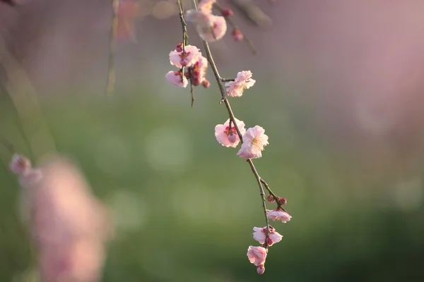 Belles fleurs de prune — Photo