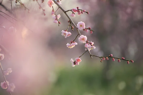 Mooie pruim bloemen — Stockfoto