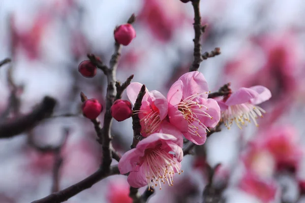 Mooie pruim bloemen bloeien in het voorjaar van — Stockfoto