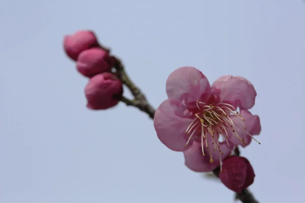 Mooie pruim bloemen bloeien in het voorjaar van — Stockfoto