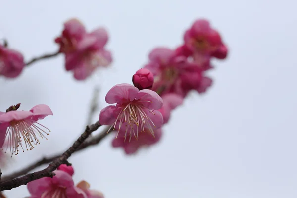 Mooie pruim bloemen bloeien in het voorjaar van — Stockfoto