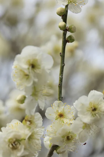 Beautiful plum flowers bloom in spring — Stock Photo, Image