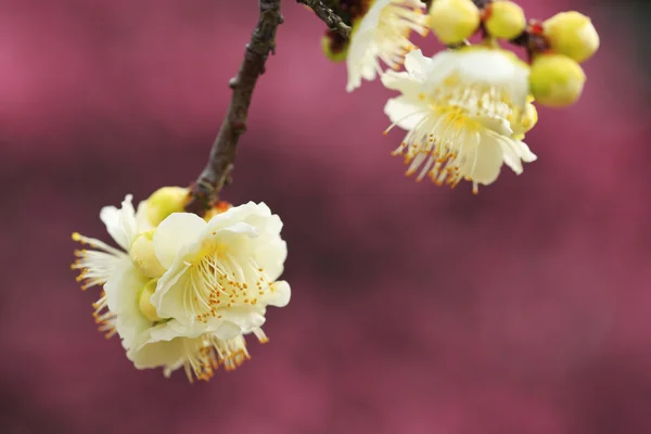 Beautiful plum flowers bloom in spring — Stock Photo, Image