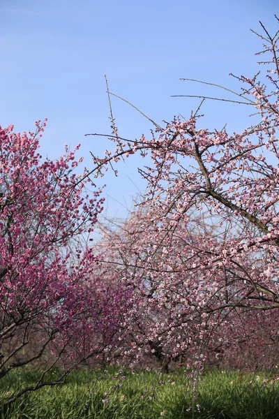 Bellissimi fiori di prugna fioriscono in primavera — Foto Stock