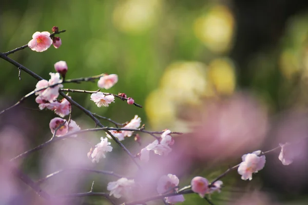 Mooie pruim bloemen bloeien in het voorjaar van — Stockfoto