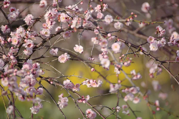 De belles fleurs de prunier fleurissent au printemps — Photo