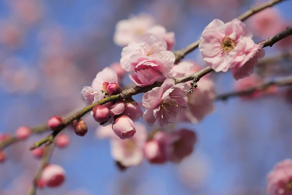 Lindas flores de ameixa florescem na primavera — Fotografia de Stock