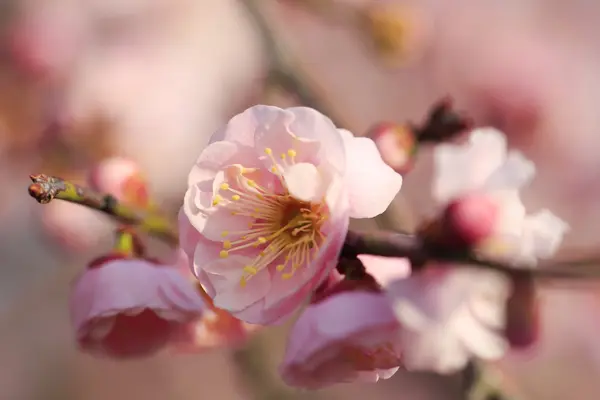 De belles fleurs de prunier fleurissent au printemps — Photo