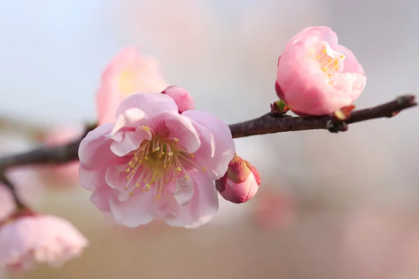 Lindas flores de ameixa florescem na primavera — Fotografia de Stock