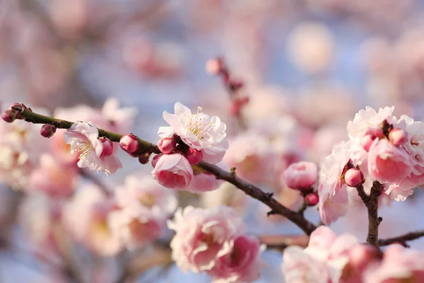 Schöne Pflaumenblumen blühen im Frühling — Stockfoto