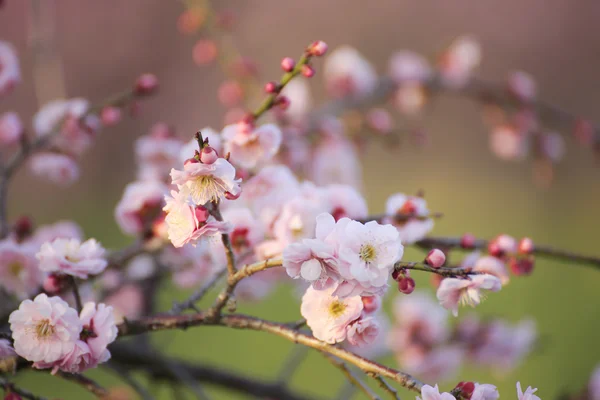 Mooie pruim bloemen bloeien in het voorjaar van — Stockfoto